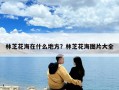 林芝花海在什么地方？林芝花海图片大全