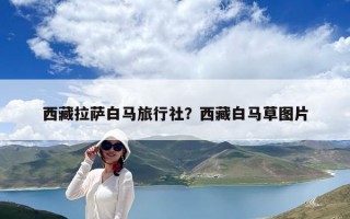 西藏拉萨白马旅行社？西藏白马草图片